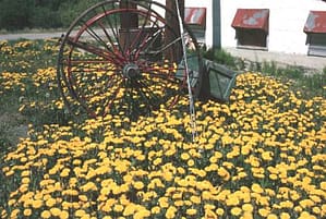 6~dandelions-June1977